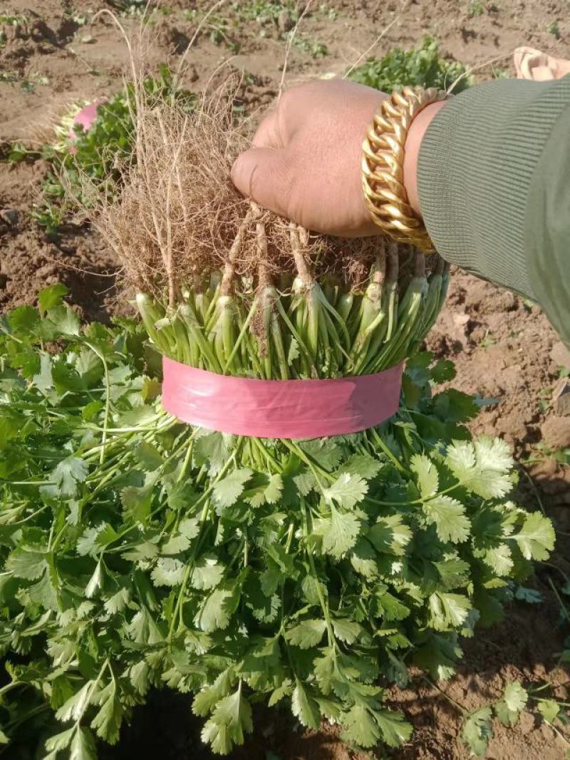 大叶香菜