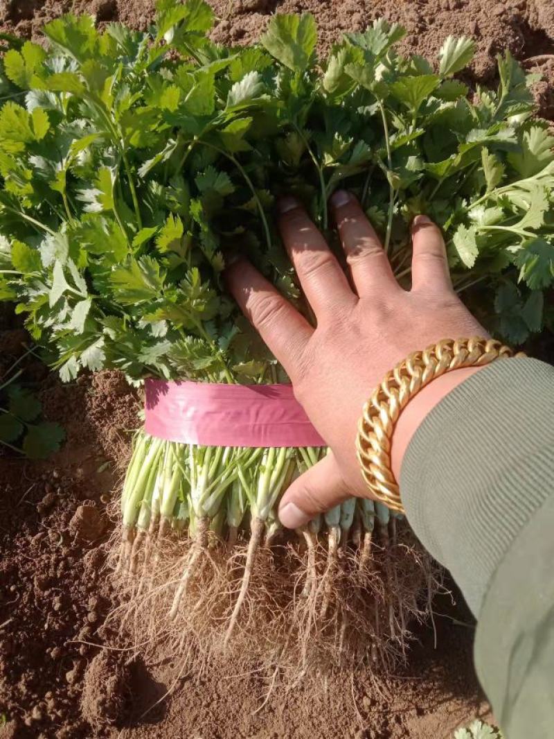 大叶香菜
