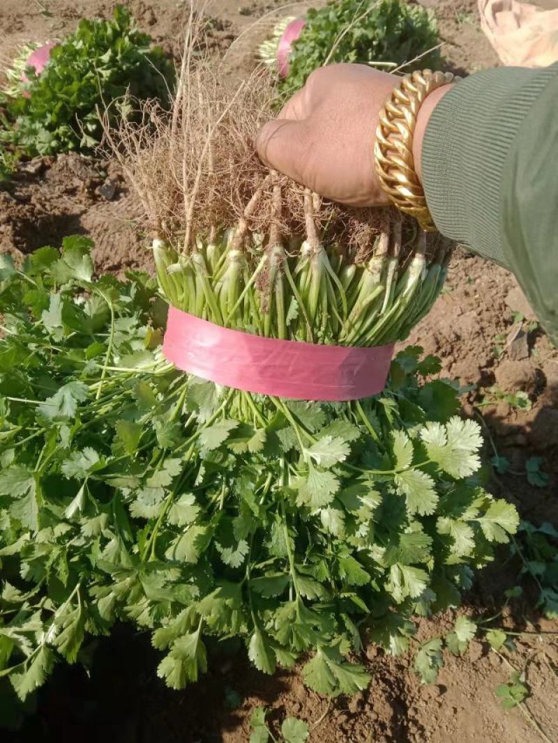 大叶香菜