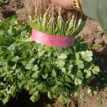 大叶香菜