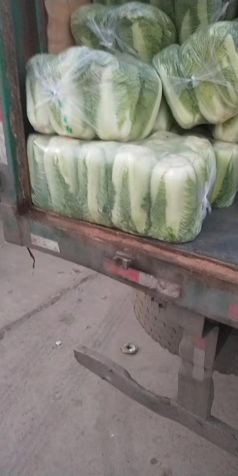 北京三号大白菜