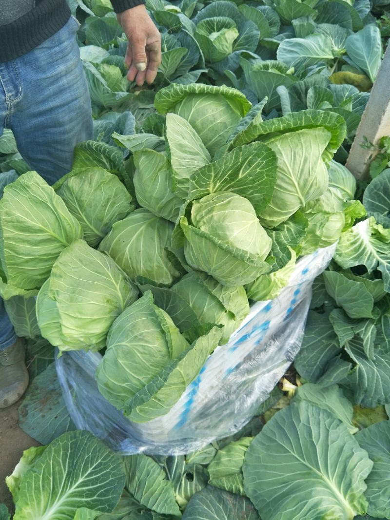 冷棚圆包菜