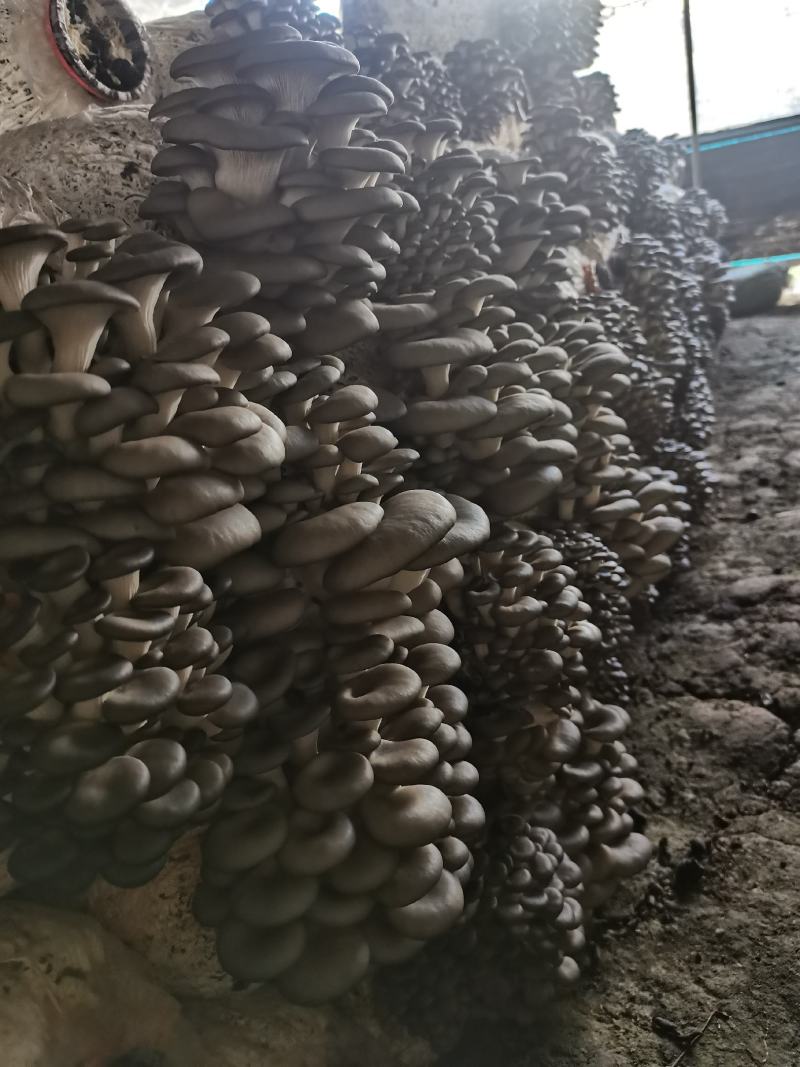 精品反季节平菇