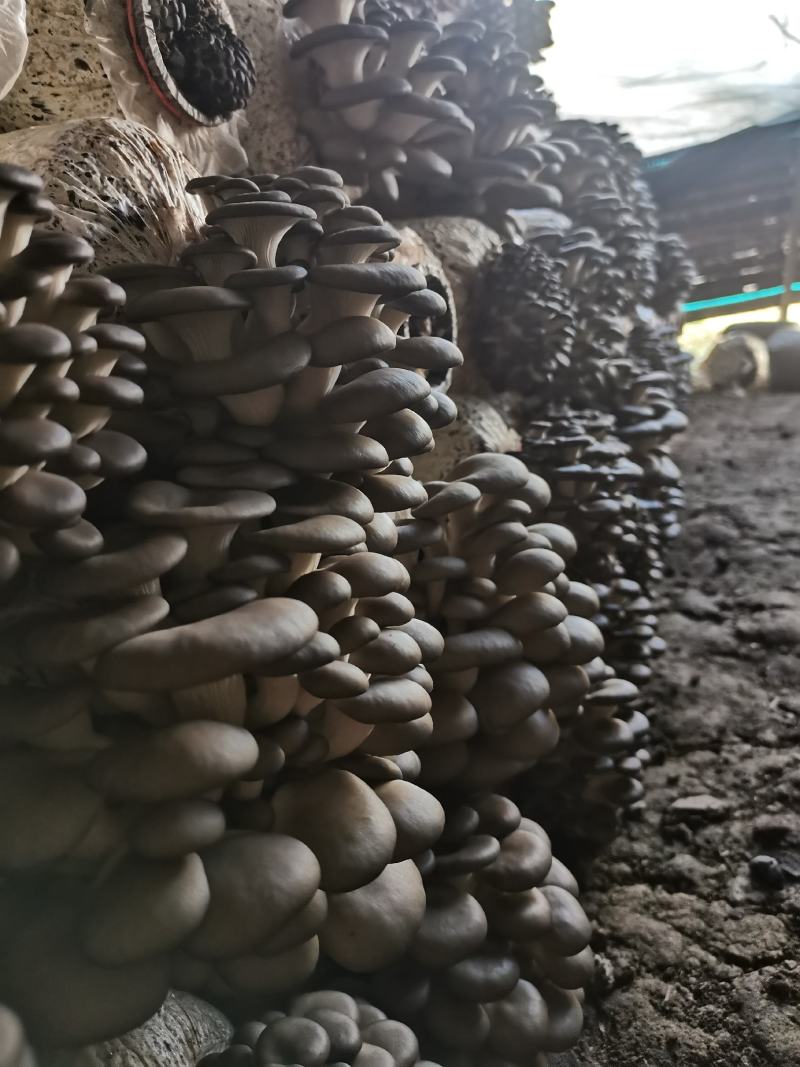 精品反季节平菇