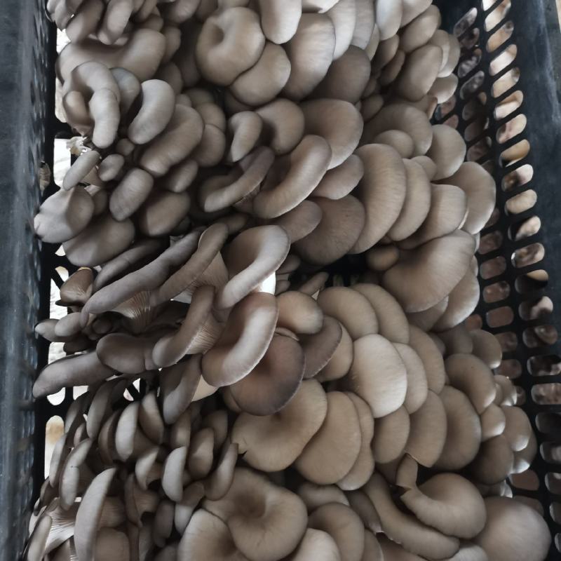 精品反季节平菇