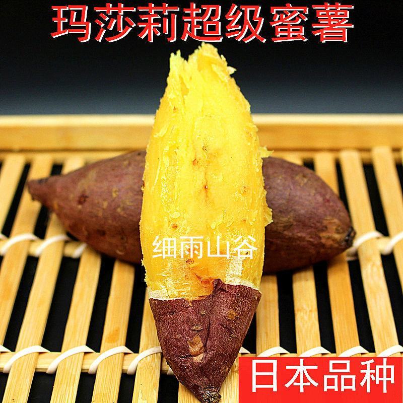日本进口红薯玛莎莉黄金蜜薯高端！！！！！！！