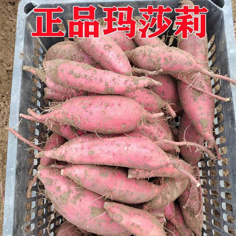 日本进口红薯玛莎莉黄金蜜薯高端！！！！！！！