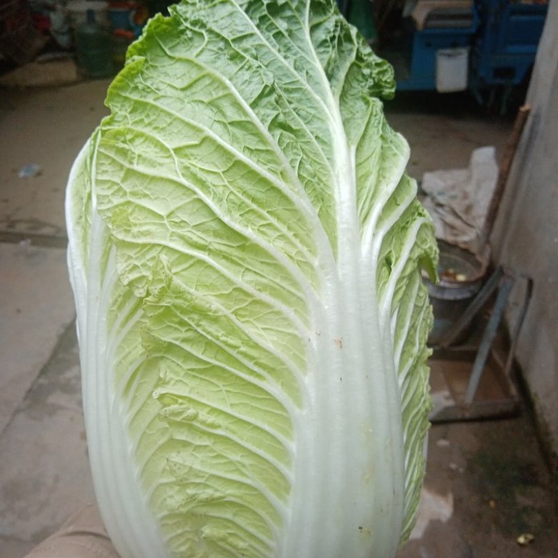 大白菜批发，产地直发，大量上市，质优价廉，欢迎选购