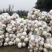 1100亩圆根萝卜29号开园，有需要的电话联系