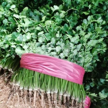 山东小叶香菜一手货源质量杠杠的货源充足量大价优