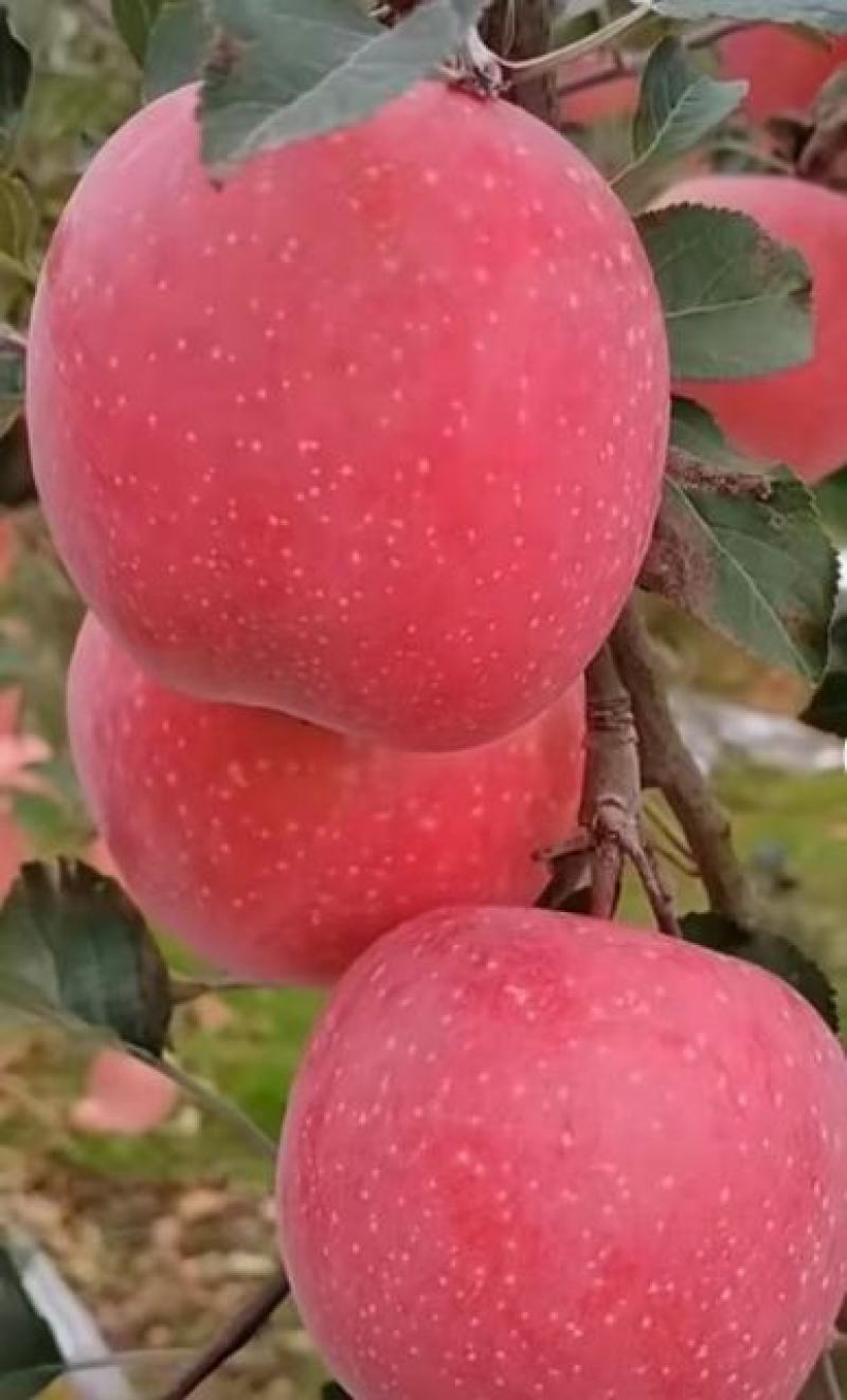 苹果苗木