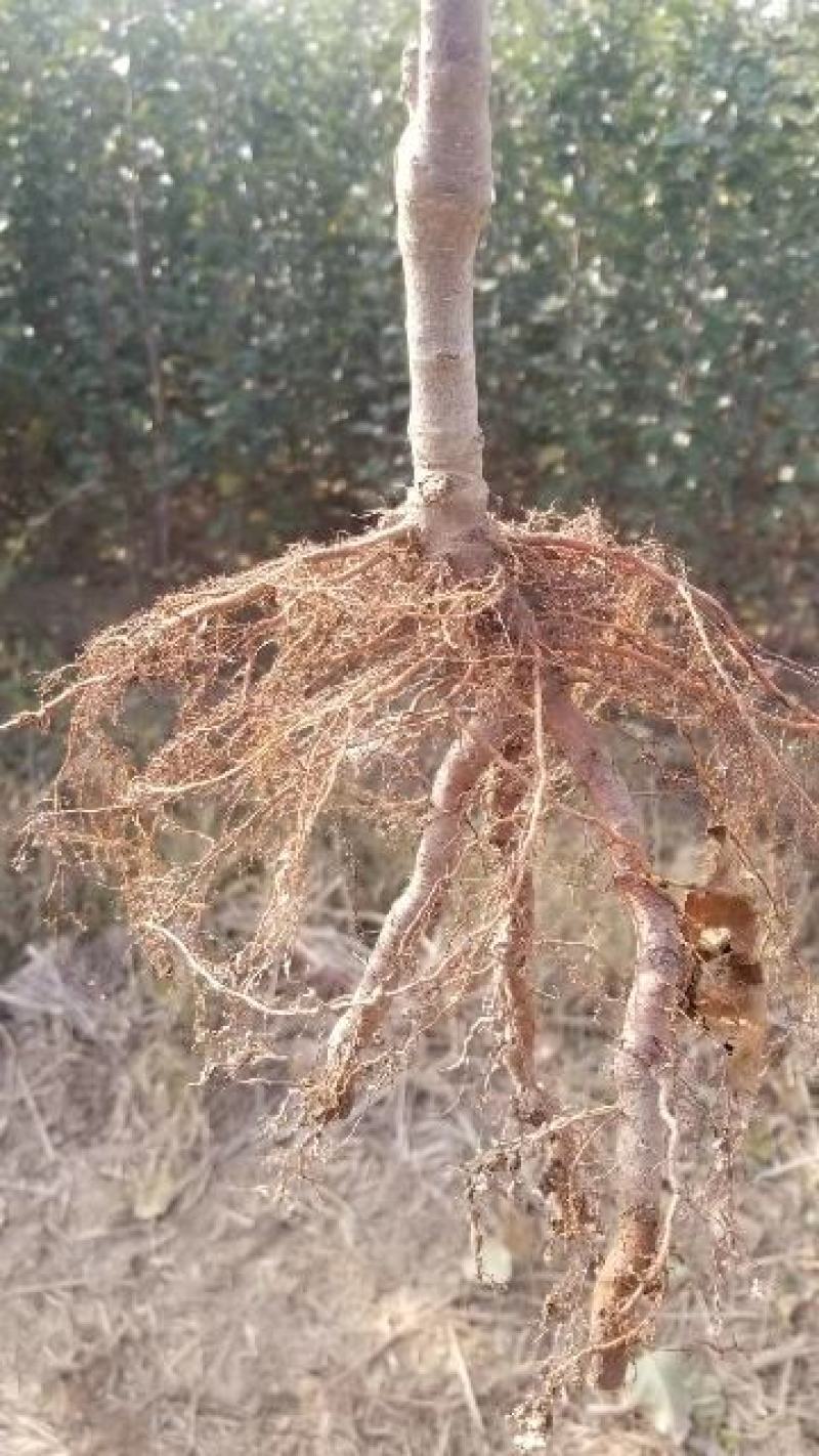 苹果苗木