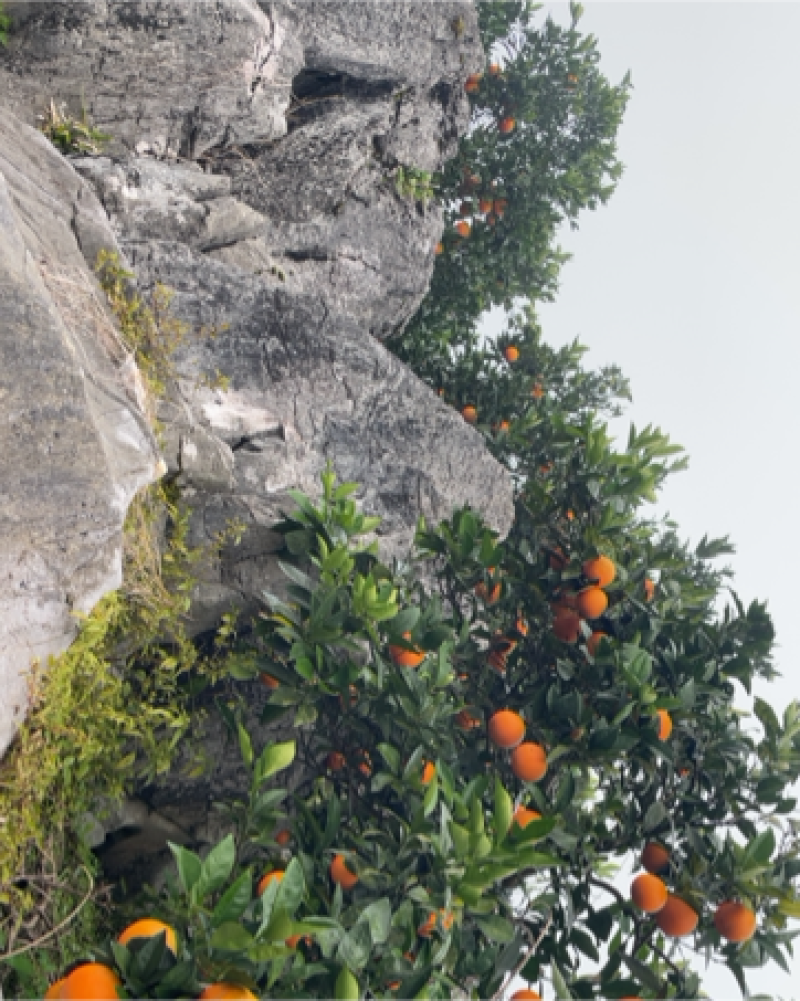 神秘湘西高山大雾脐橙。