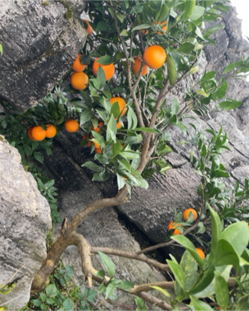 神秘湘西高山大雾脐橙。