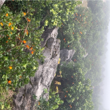 神秘湘西高山大雾脐橙。