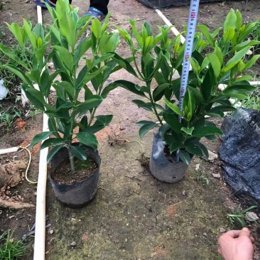 非洲茉莉，自家产品