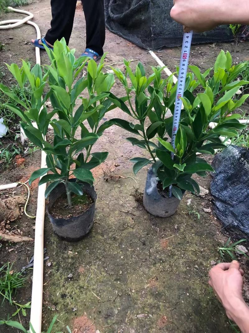 非洲茉莉，自家产品