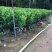 非洲茉莉，自家产品