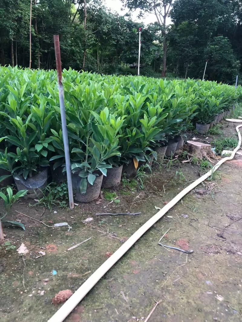 非洲茉莉，自家产品