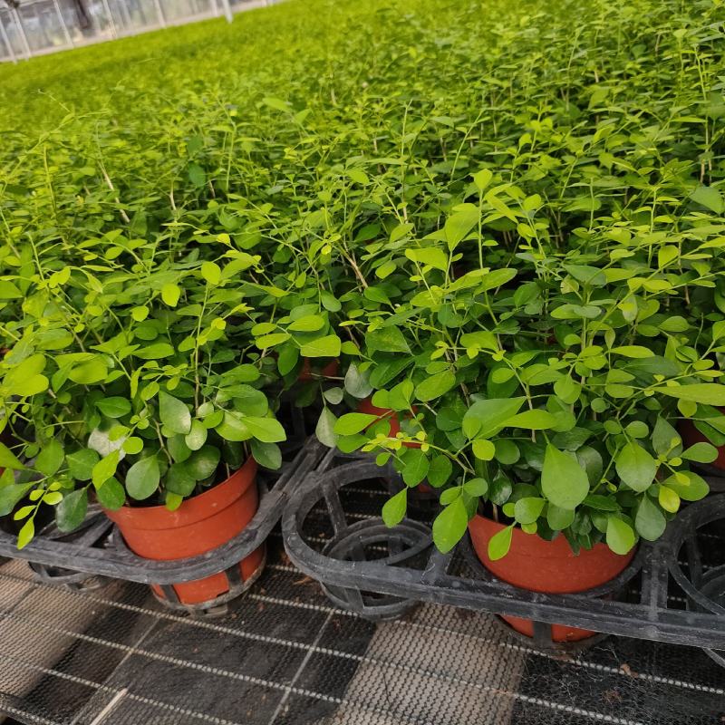 九里香盆栽室内花卉绿植净化空气耐修剪美观