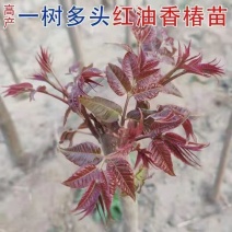 红油香椿树苗香椿芽香椿苗现挖现发包成活量大从优地栽苗