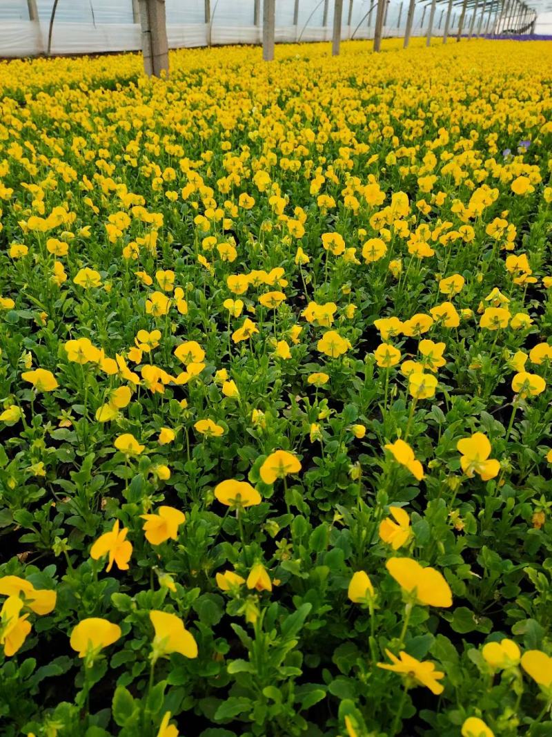 角瑾冬季时令花卉颜色多基地大量供应