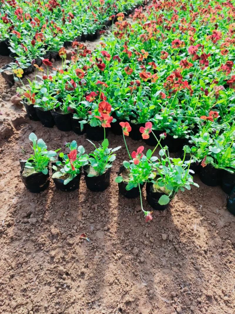 角瑾冬季时令花卉颜色多基地大量供应