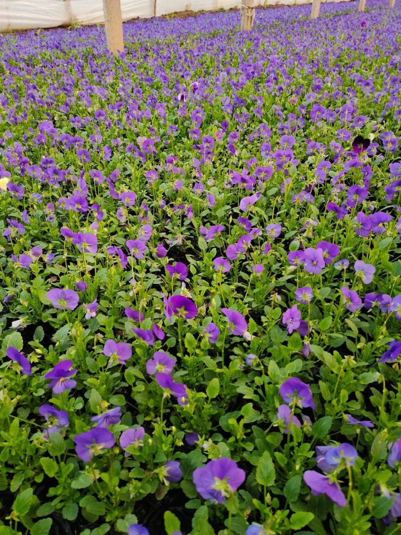 角瑾冬季时令花卉颜色多基地大量供应