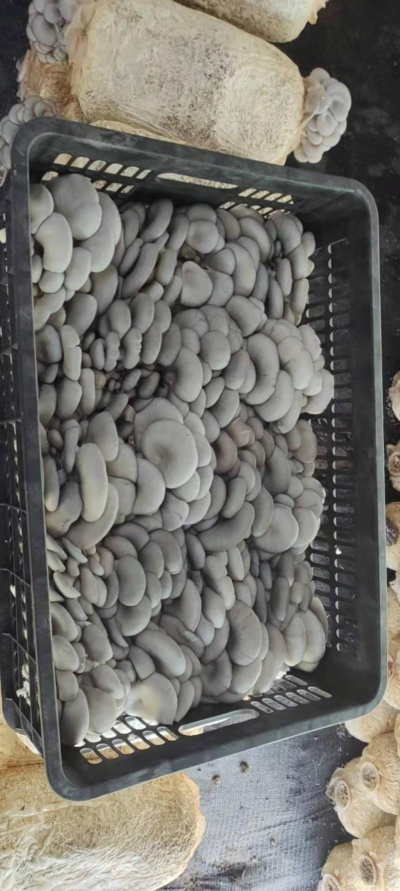 江苏鲜平菇全国供应基地，基地直发无需回筐！冷链供应！