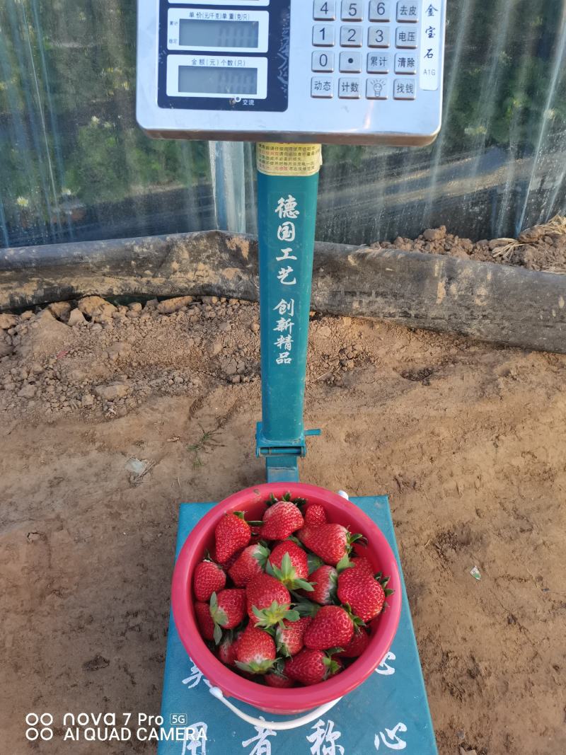 好鲜生久久奶油草莓欢迎品尝
