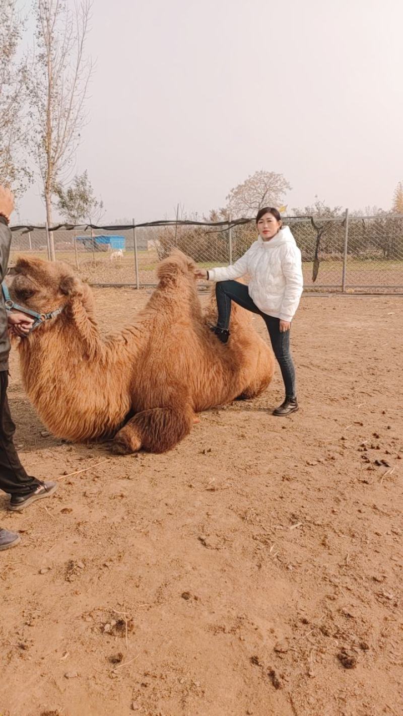 我厂常年出售乘骑骆驼观赏骆驼价格物美保证质量欢迎前来选购