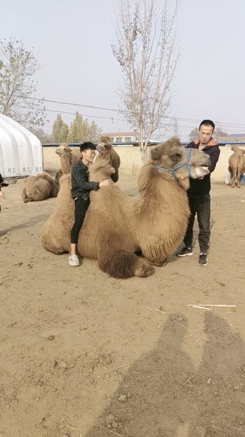 我厂常年出售乘骑骆驼观赏骆驼价格物美保证质量欢迎前来选购