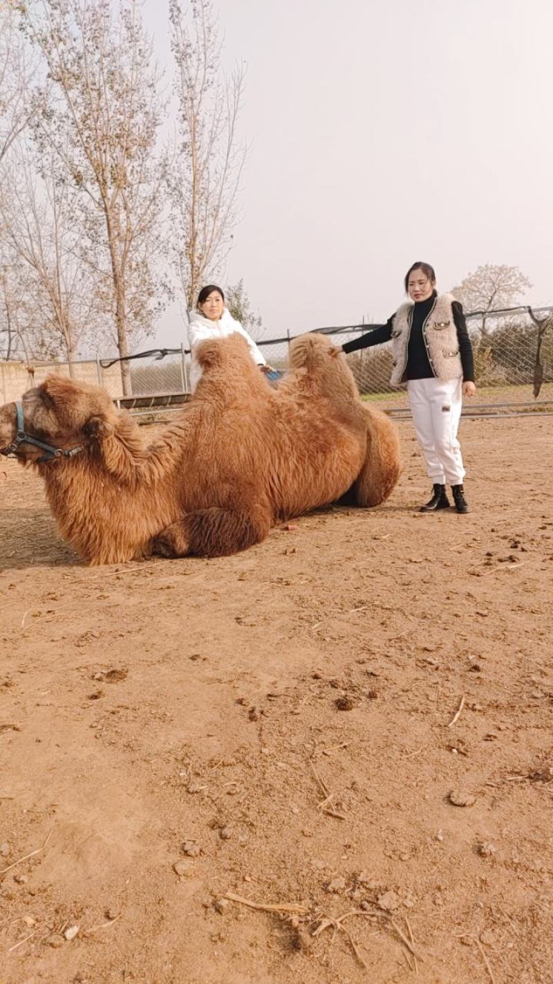 我厂常年出售乘骑骆驼观赏骆驼价格物美保证质量欢迎前来选购