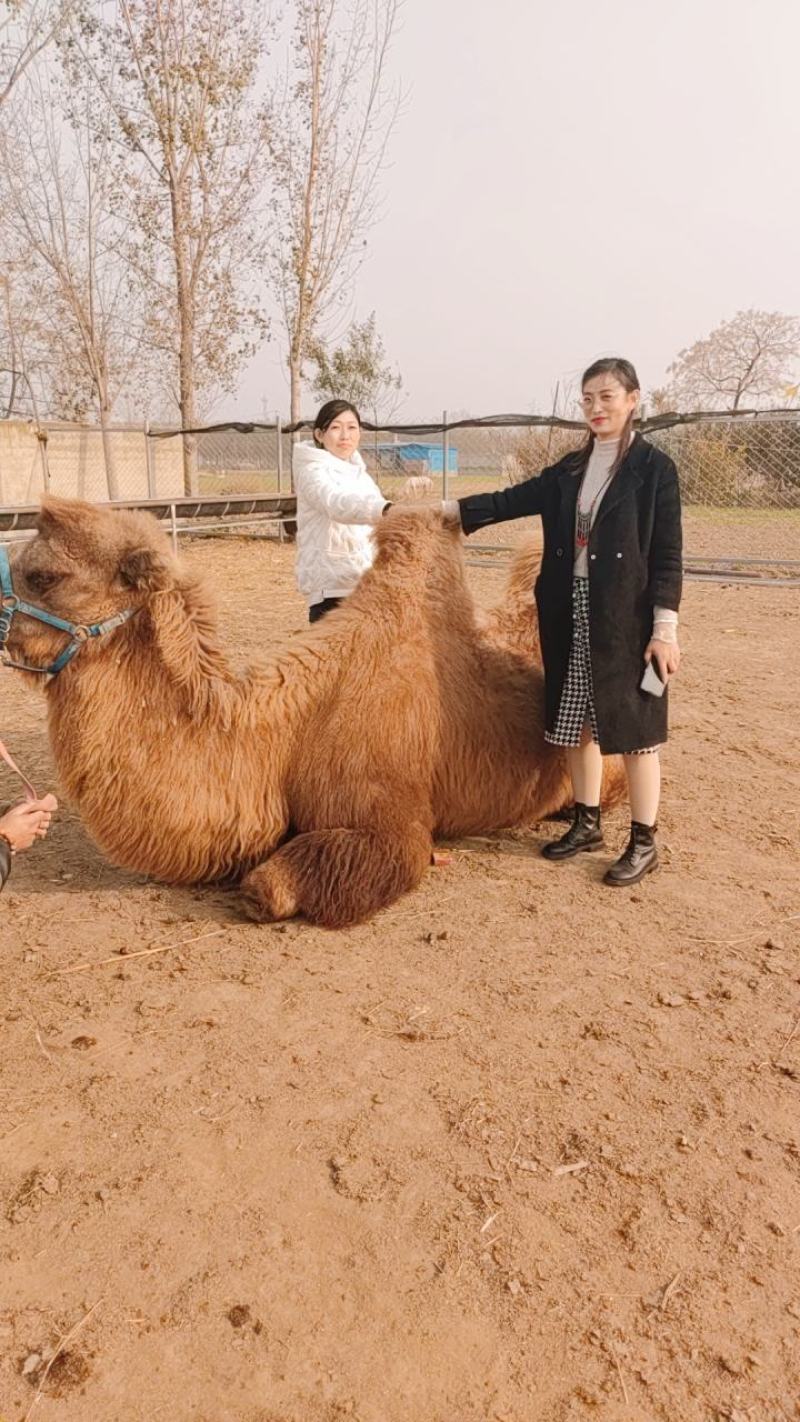 我厂常年出售乘骑骆驼观赏骆驼价格物美保证质量欢迎前来选购