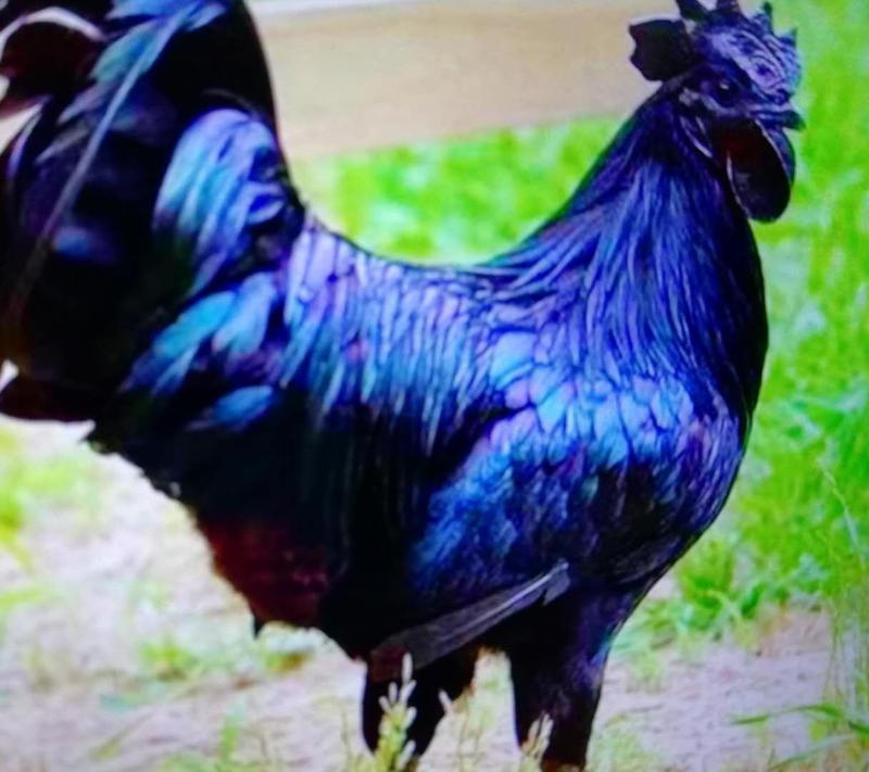 厂家批发鸡苗五黑鸡绿壳蛋鸡包运输，包疫苗，包成活