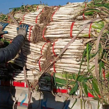 章丘大葱产地直供，对接各种客户，可订制大葱标准
