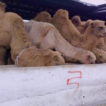 我厂常年出售乘骑骆驼观赏骆驼价格物美保证质量欢迎前来选购