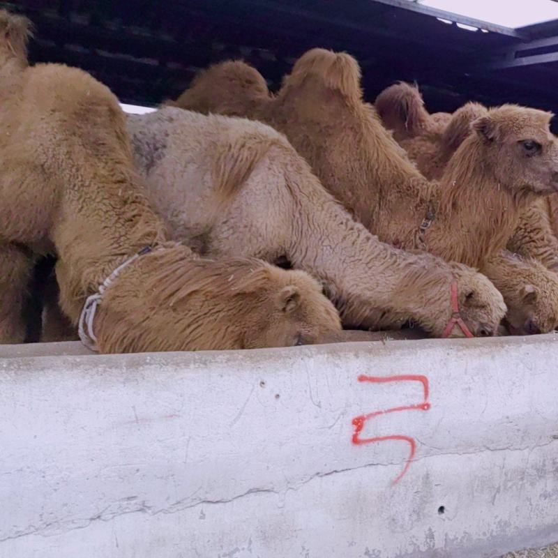我厂常年出售乘骑骆驼观赏骆驼价格物美保证质量欢迎前来选购