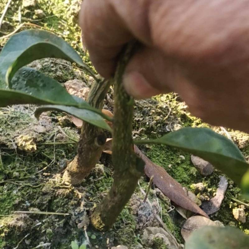 大分四号，特早熟蜜桔。九月份上市，皮薄果型好。