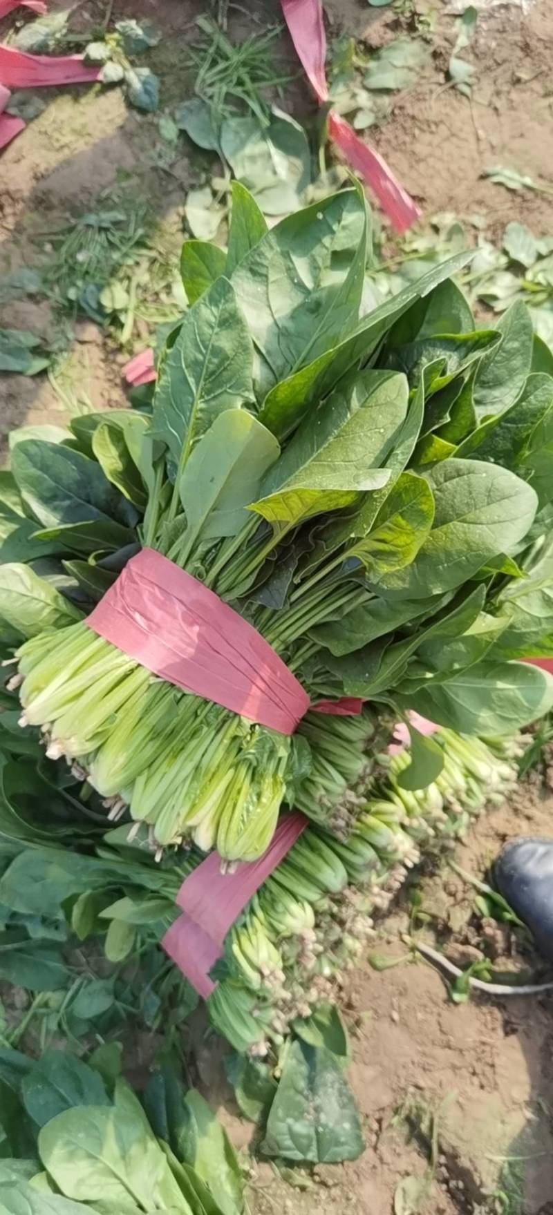菠菜