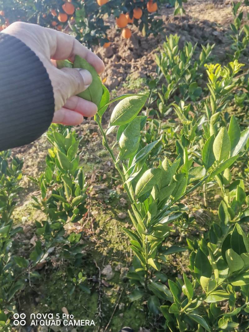大分四号，特早熟蜜桔。九月份上市，皮薄果型好。