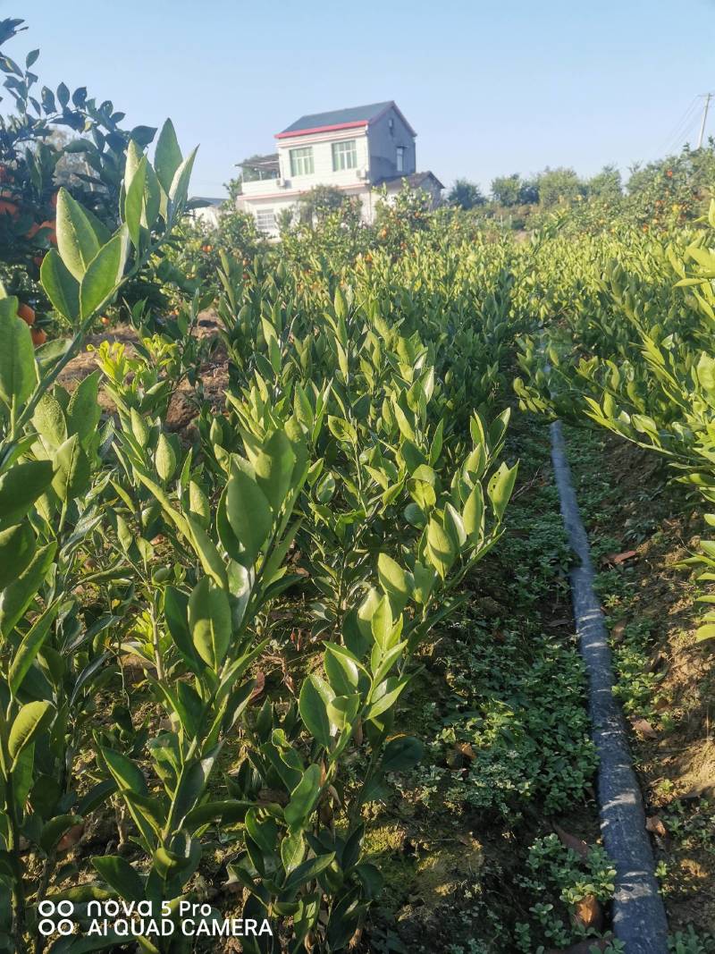 大分四号，特早熟蜜桔。九月份上市，皮薄果型好。