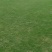 马尼拉草坪