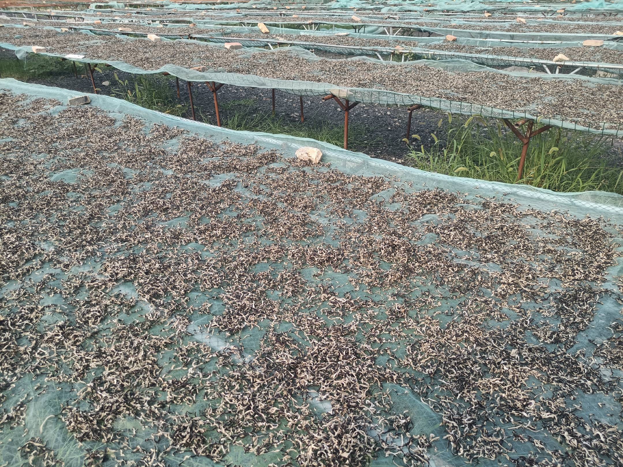 毛木耳在打毛机中进行机械处理