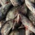 鳜鱼：0.4—2斤可以提供湘菜的技术上指导和腌制方