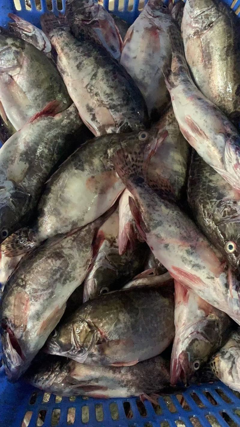 鳜鱼：0.4—2斤可以提供湘菜的技术上指导和腌制方
