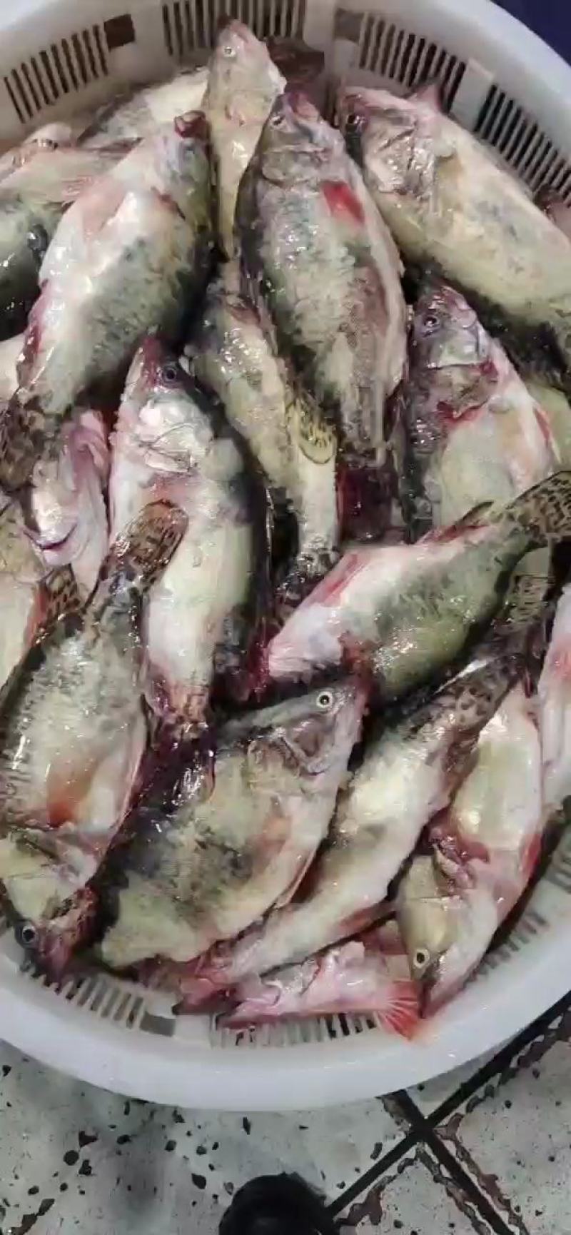 鳜鱼：0.4—2斤可以提供湘菜的技术上指导和腌制方