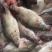 鳜鱼：0.4—2斤可以提供湘菜的技术上指导和腌制方