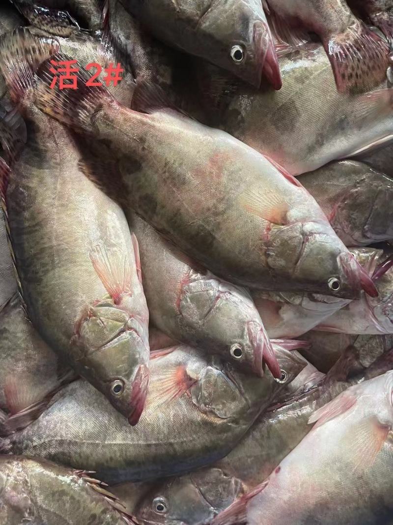 鳜鱼：0.4—2斤可以提供湘菜的技术上指导和腌制方