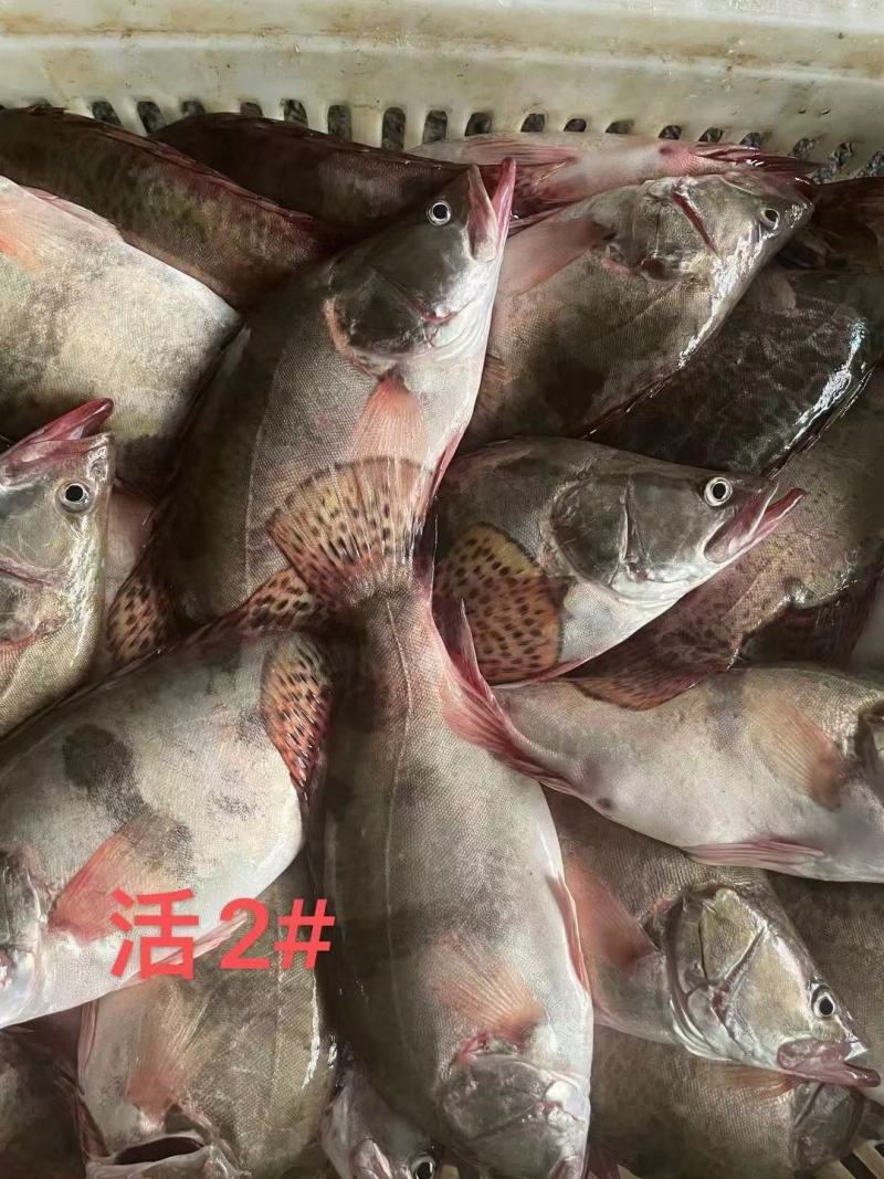 鳜鱼：0.4—2斤可以提供湘菜的技术上指导和腌制方